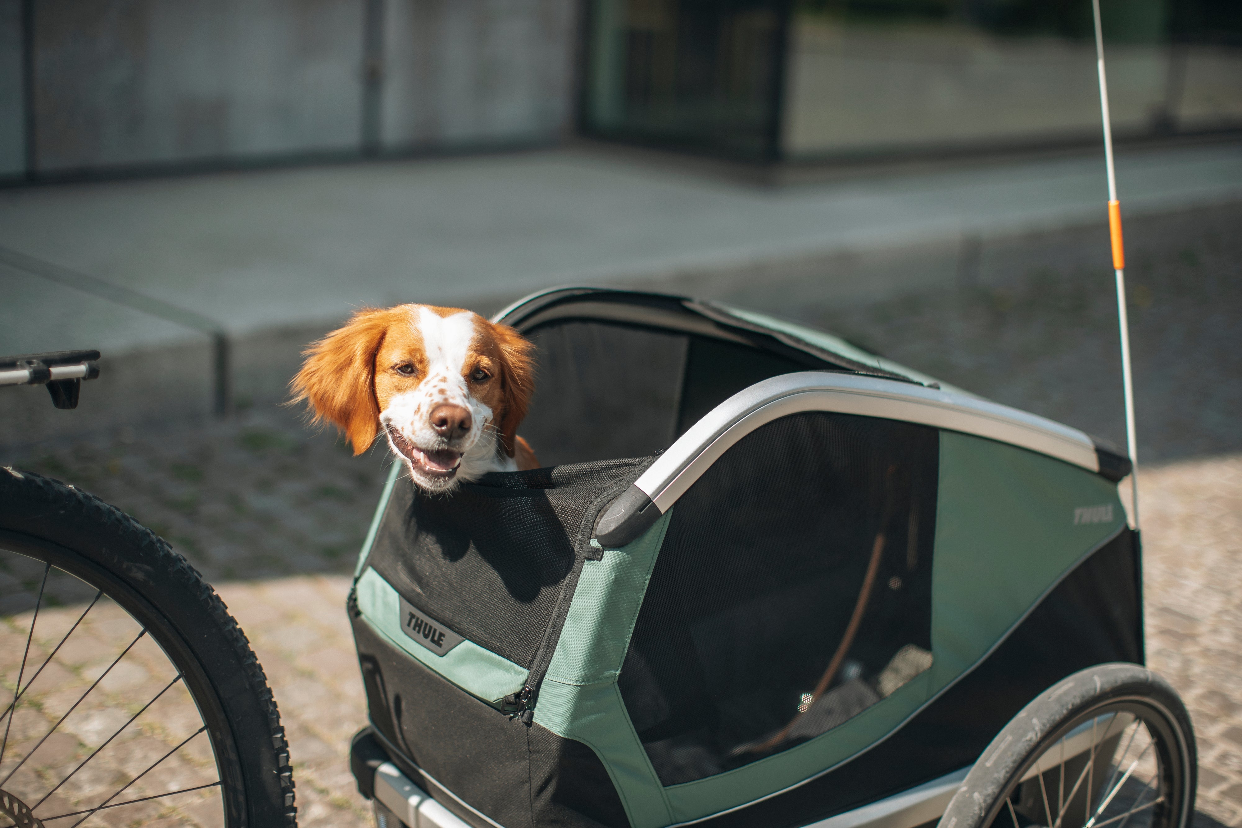 Thule Hundeanhänger