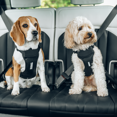 Thule Cappy Hundegeschirr für Autos L
