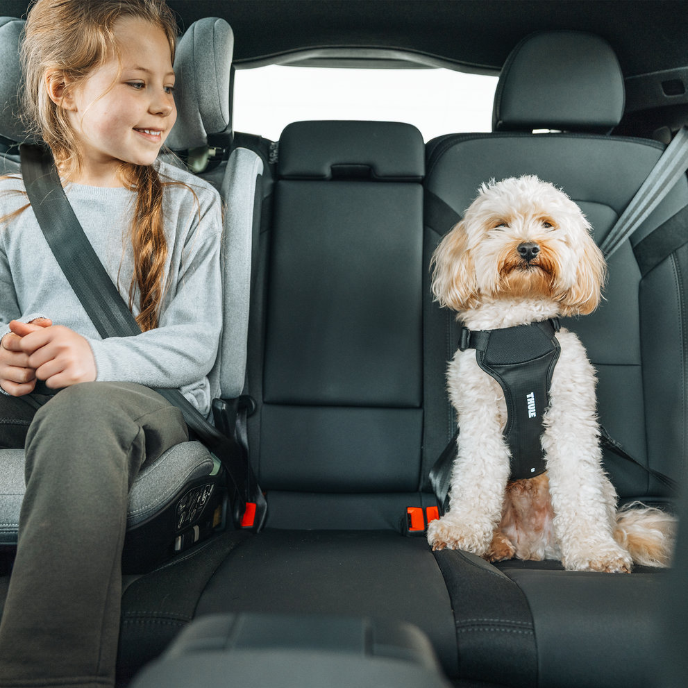 Thule Cappy Hundegeschirr für Autos L