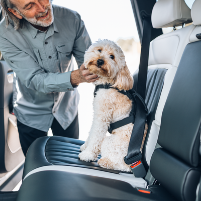 Thule Cappy Hundegeschirr für Autos L