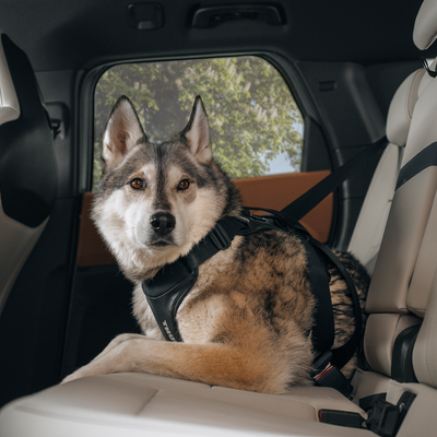 Thule Cappy Hundegeschirr für Autos L