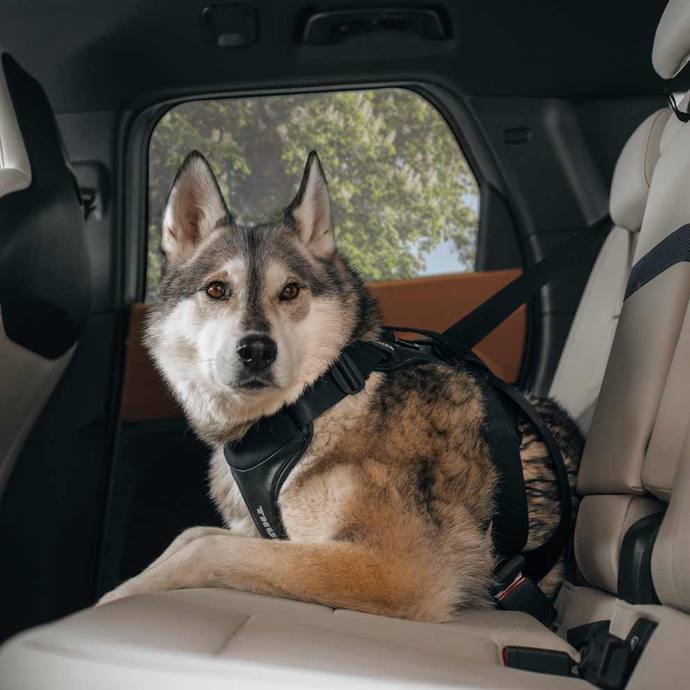 Thule Cappy Hundegeschirr für Autos L