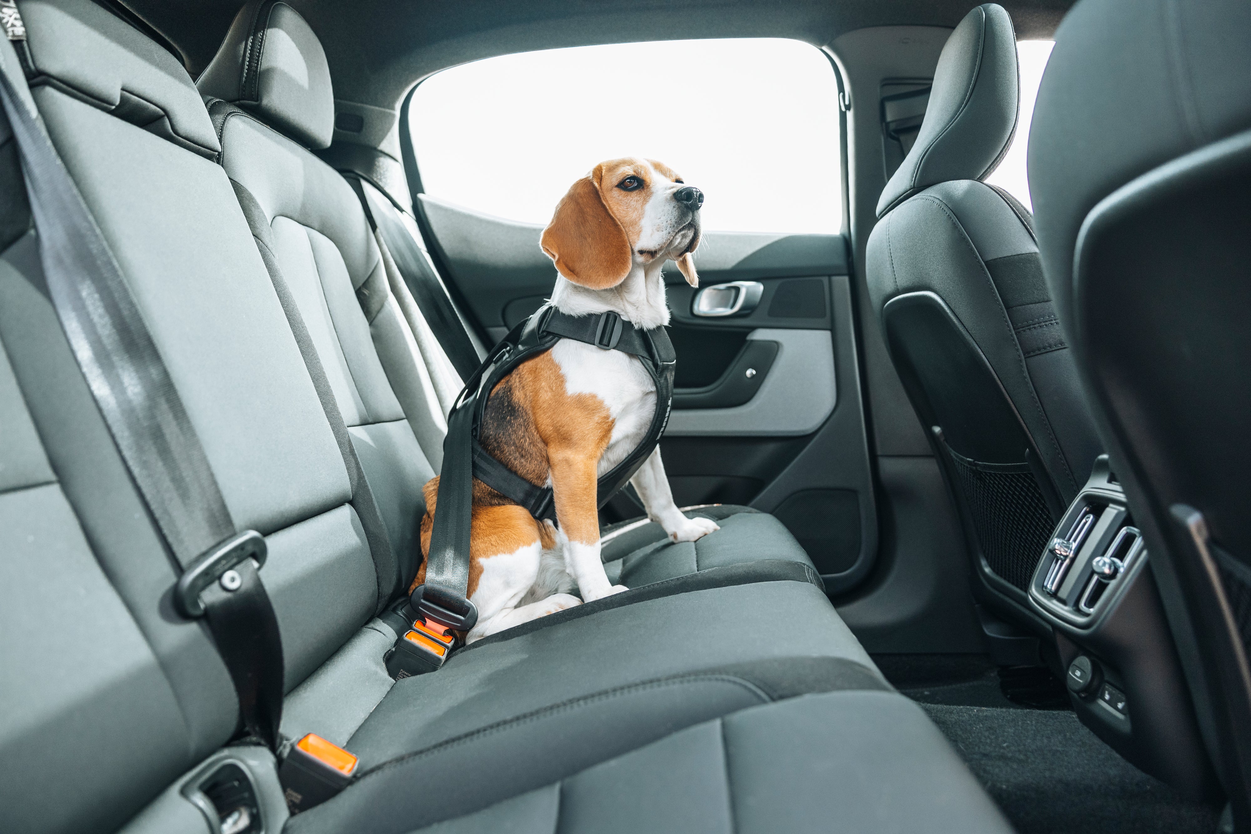 Thule Cappy Hundegeschirr für Autos L